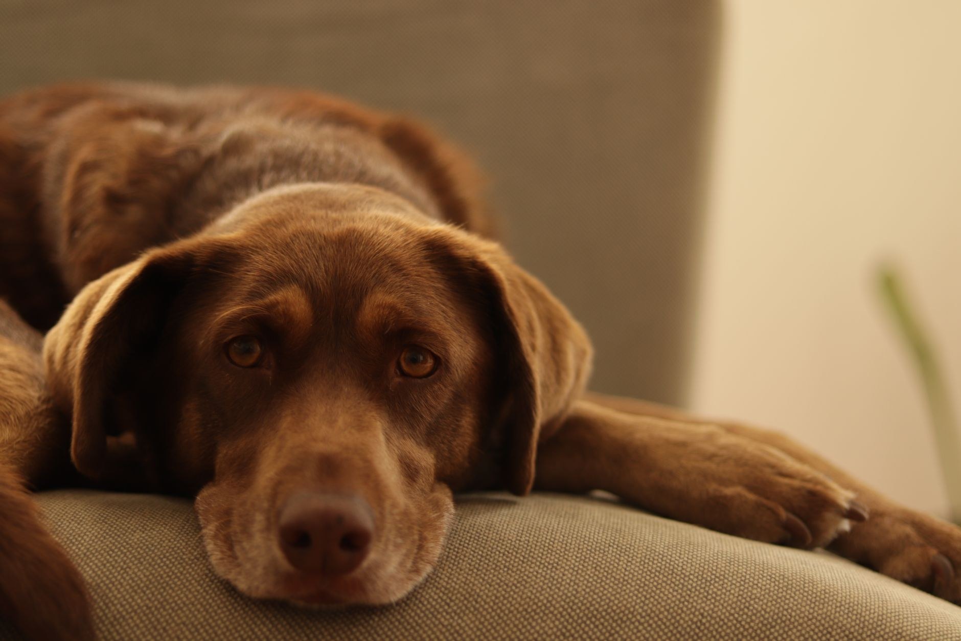 Daycare, Boarding or Both: Choosing the Right Care for Your Dog