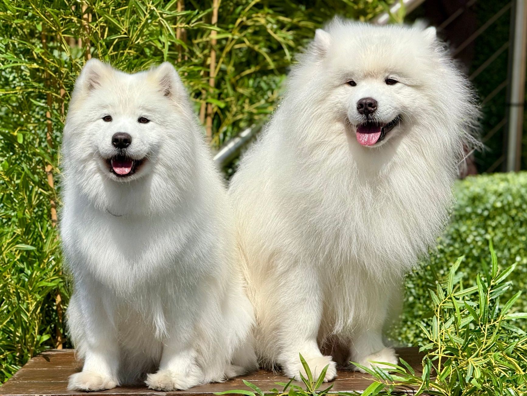 Happy dogs enjoying the K9 Heaven country club