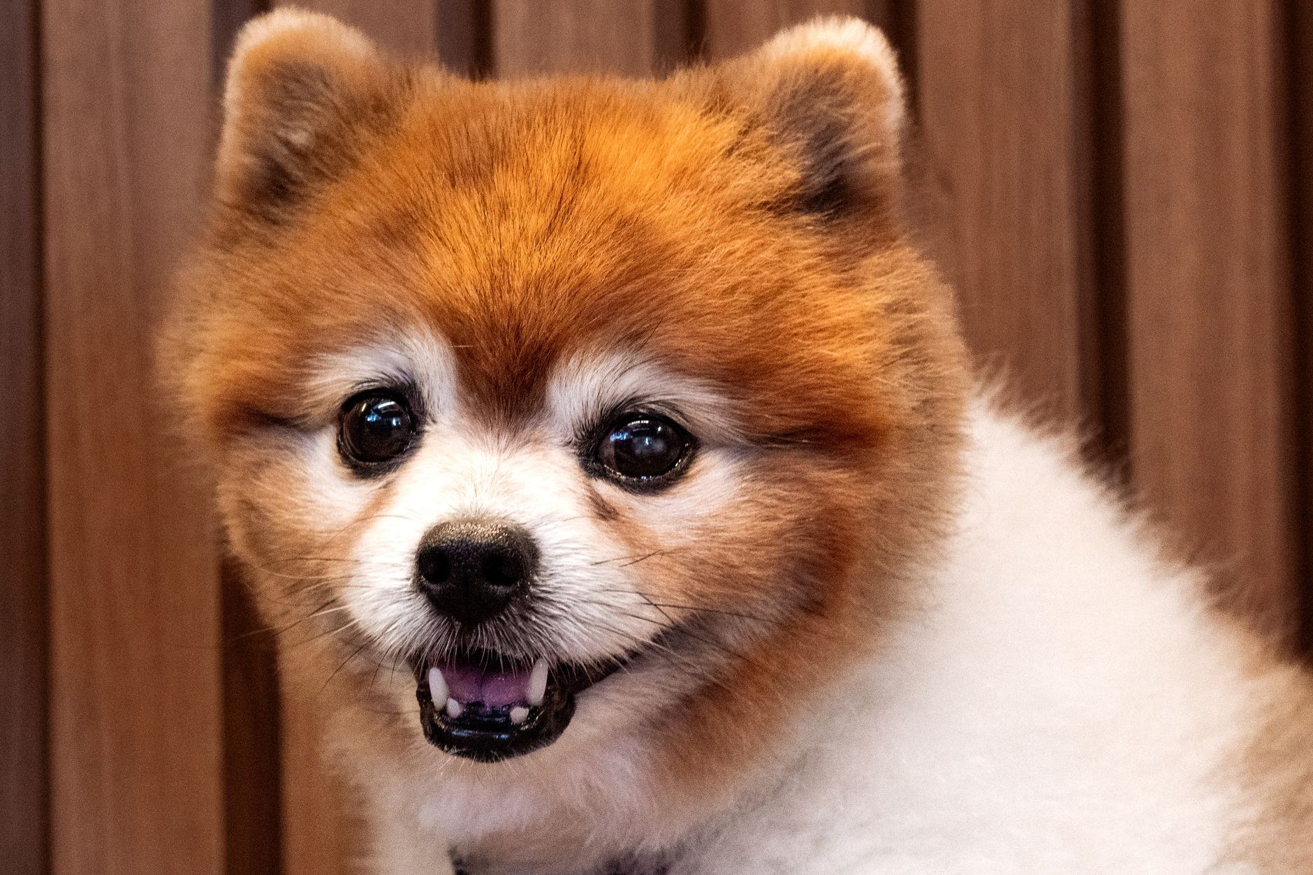 A happy, freshly groomed dog