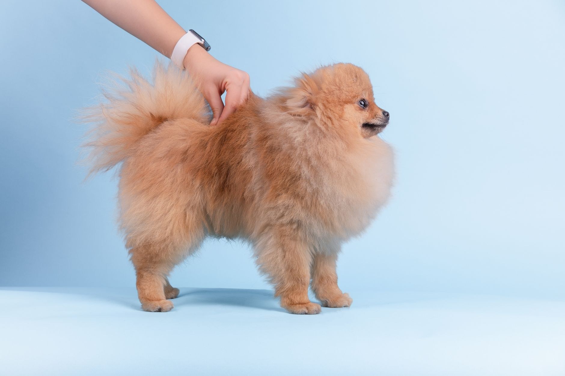 A freshly groomed happy dog