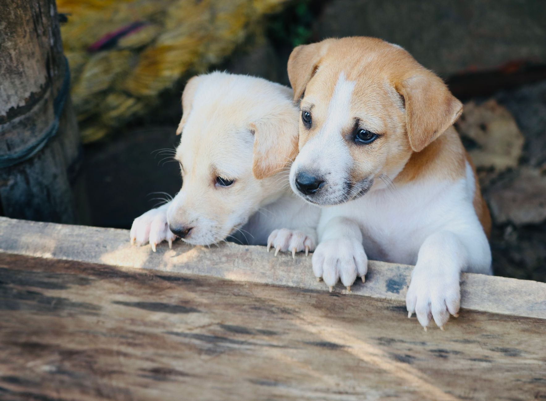 Puppy love