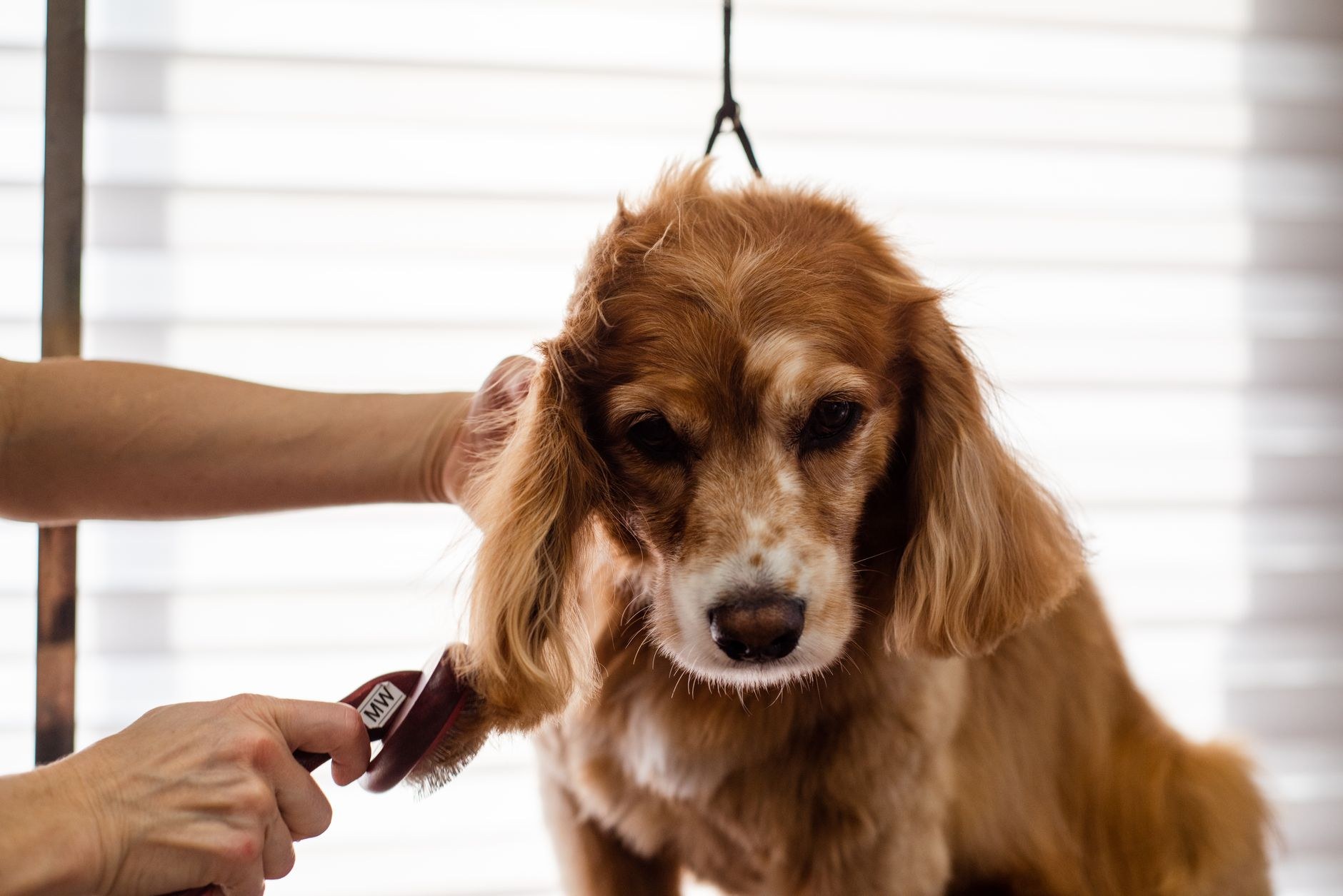 Grooming at K9 Heaven