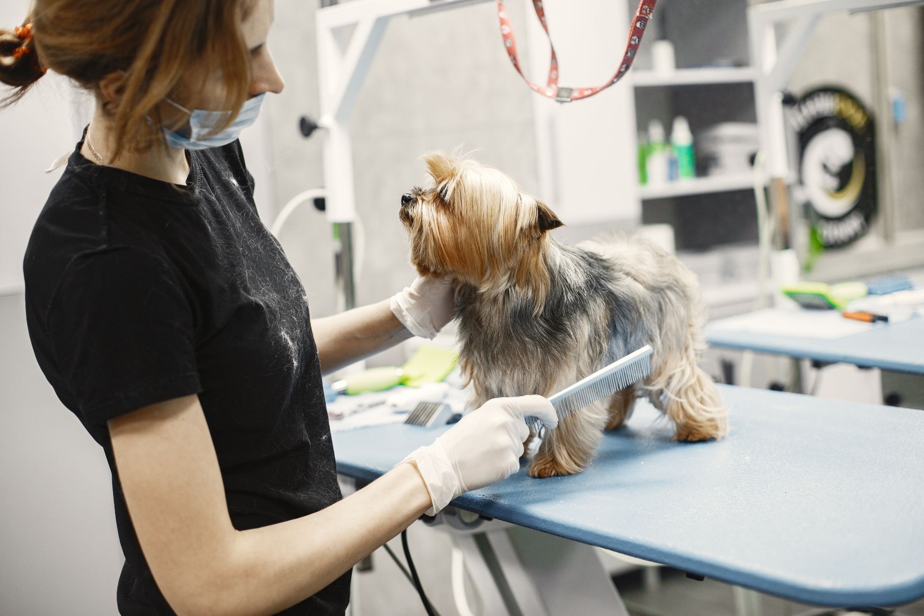 A dog being gently groomed by the K9 Heaven team