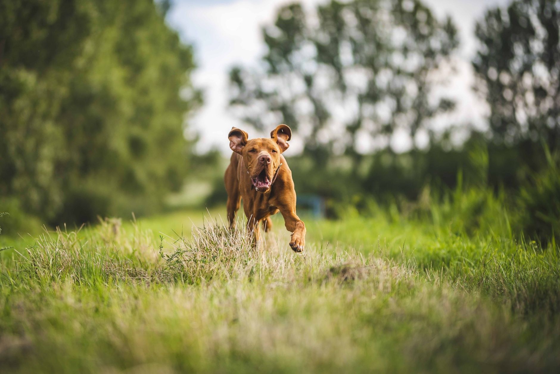 A happy dog with room to run at K9 Heaven