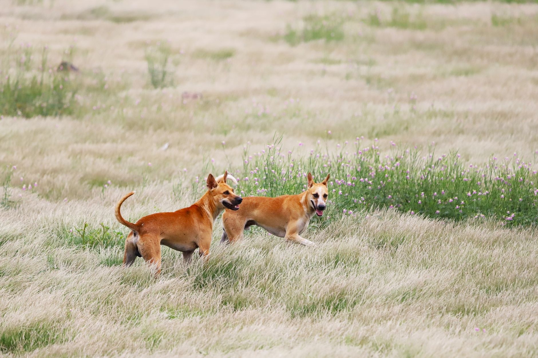 Zoomies
