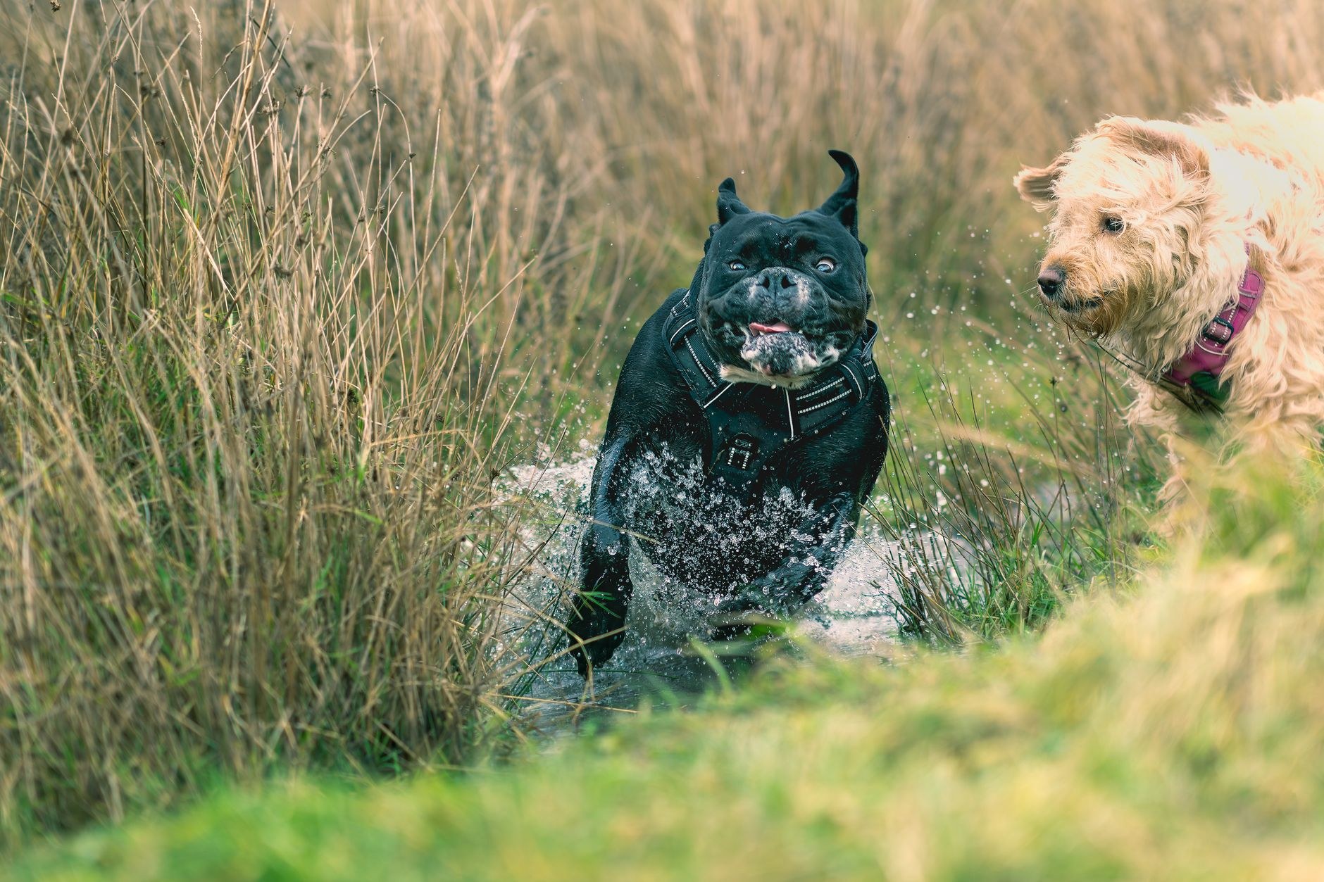 Dogs on an outdoor adventure