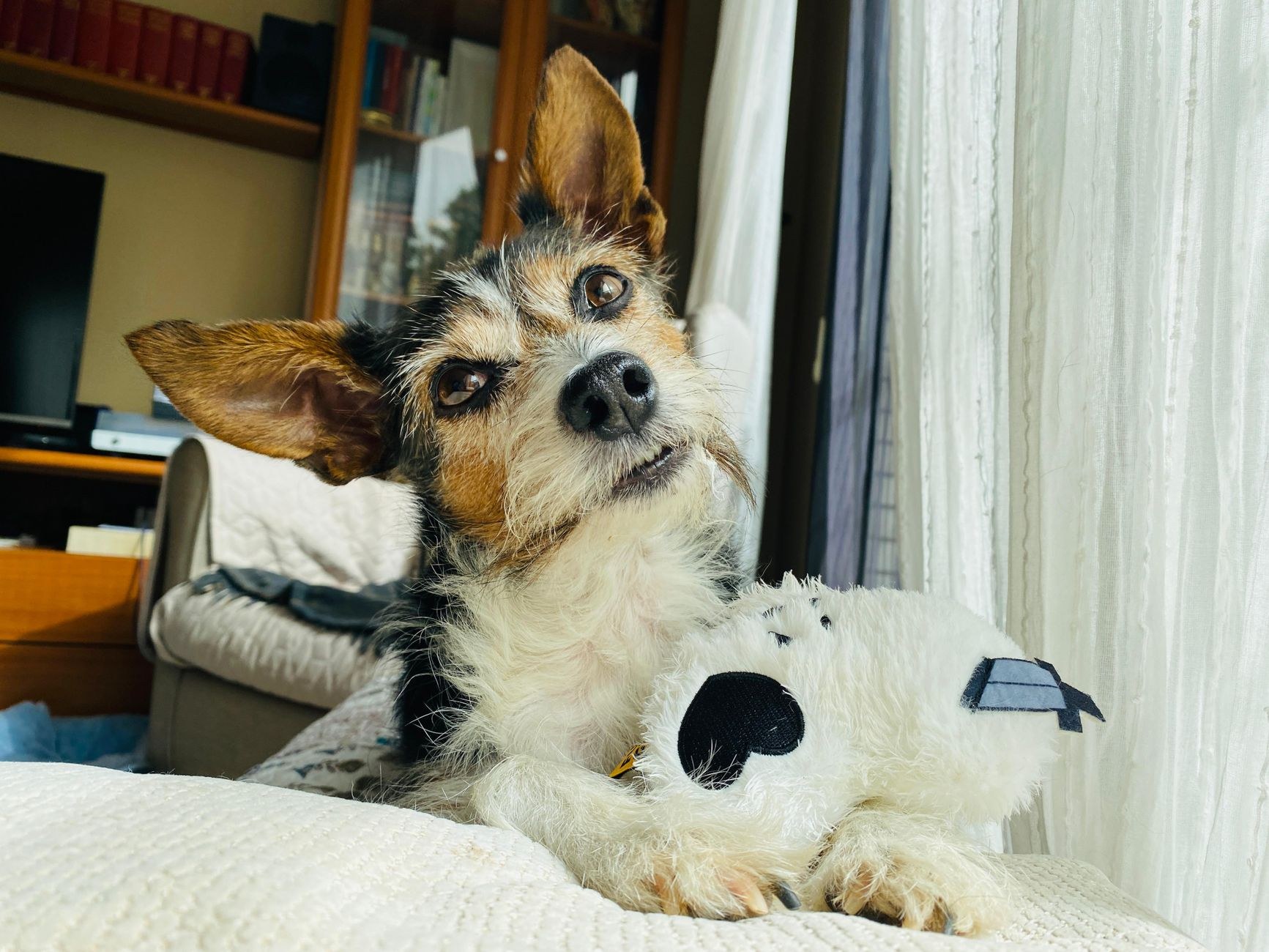 A dog enjoying sweet dreams on a cosy couch